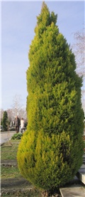 Cupressus macrocarpa Gold crest